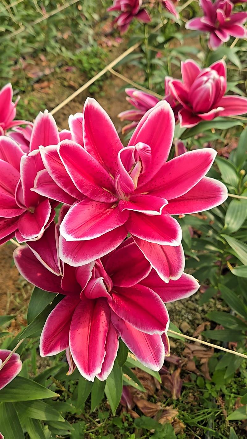 香香久溢咖啡莊園