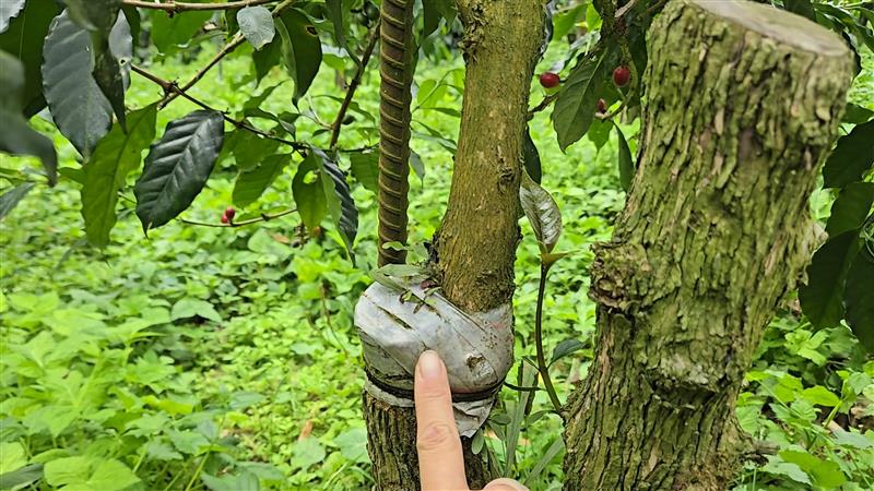 香香久溢咖啡莊園