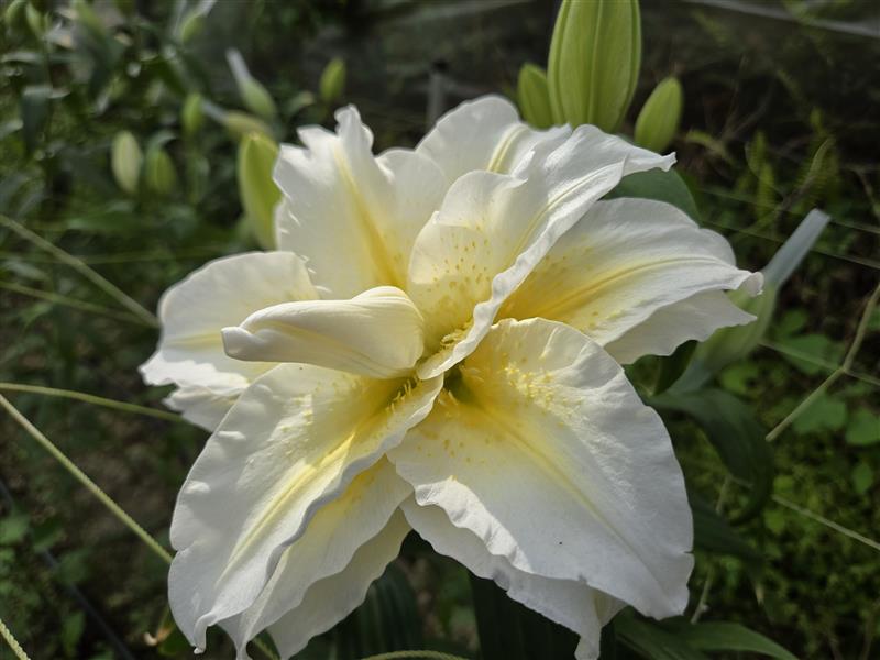香香久溢咖啡莊園,10/4~10/31 阿里山百合花季