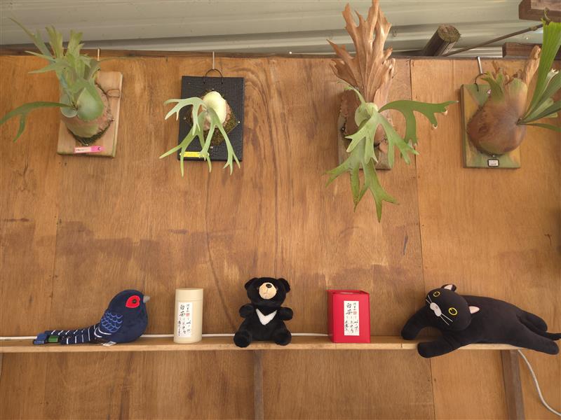 香香久溢咖啡莊園,多款鹿角蕨進駐