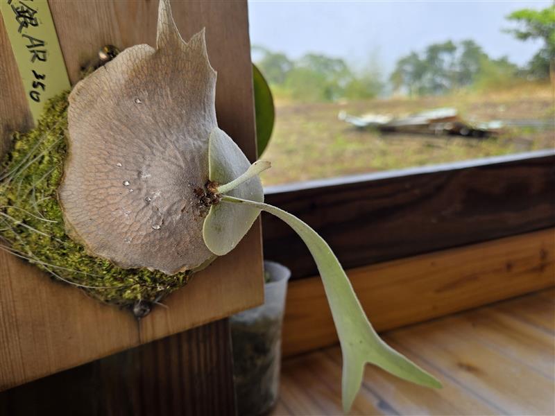 香香久溢咖啡莊園,多款鹿角蕨進駐
